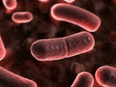 Ученые обнаружили бактерии, устойчивые к антибиотикам