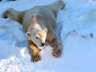 Видеохит: опубликована реакция белых медведей на 26 тонн снега