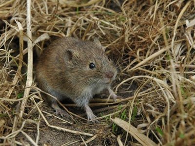 Ученые: Полевые мыши способны проявлять сострадание
