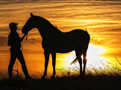 Лошади понимают человеческие эмоции