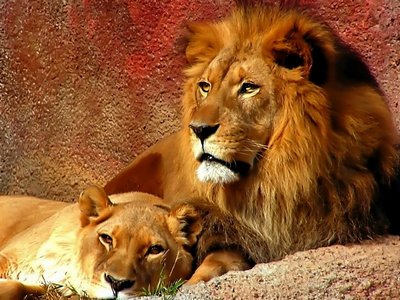 В Чилийском зоопарке убили двух львов, спасая самоубийцу