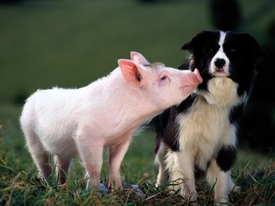 Ученые: свиньи так же умны, как собаки и приматы