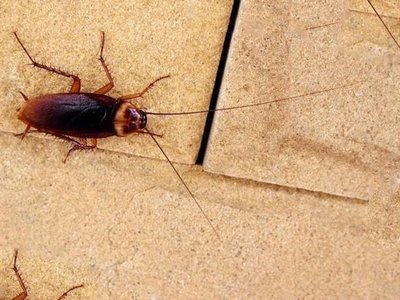 Тараканы используют «аналог GPS» для ориентации — ученые