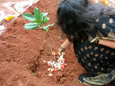Мировой рекорд: индийцы посадили за сутки почти 50 млн деревьев