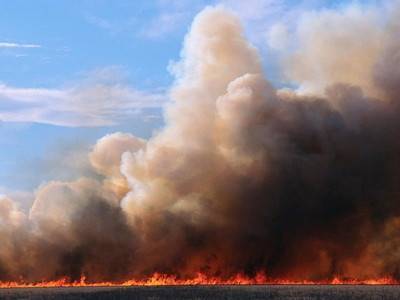 В Волынской области сгорело 40 гектаров пшеницы