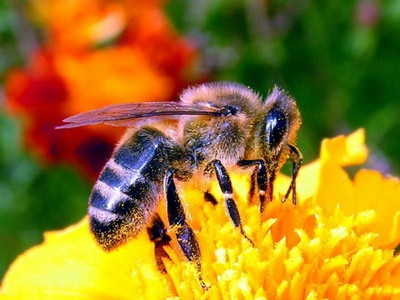 Подкормка пчел сахарным сиропом в осенний период (видео)