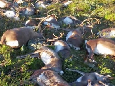 В Норвегии около 300 оленей погибли от удара одной молнии (видео)