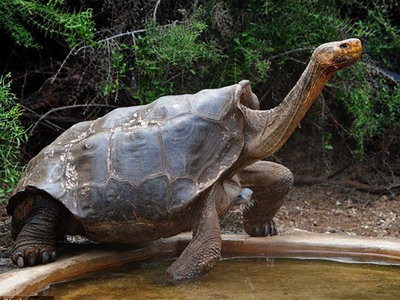 Один из самцов галапагосской черепахи спас от вымирания вид