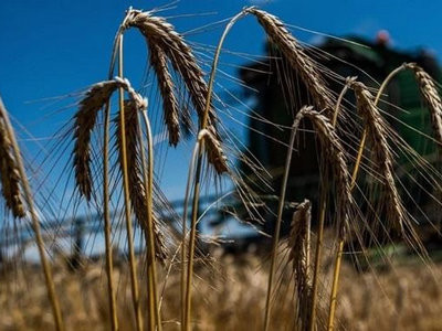 Украинская пшеница потеснила французскую на индийском рынке