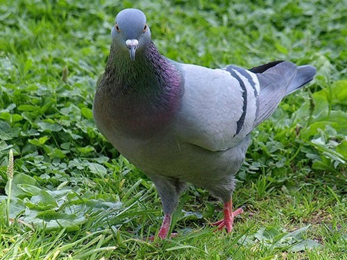 Впервые в истории зоологи доказали способность голубей читать слова