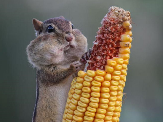 На конкурсе показали самые смешные и остроумные снимки животных (фото)
