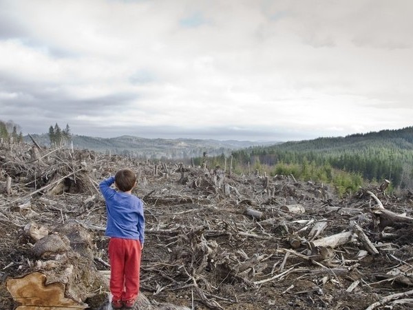 Владимир Гройсман пообещал выращивать лес