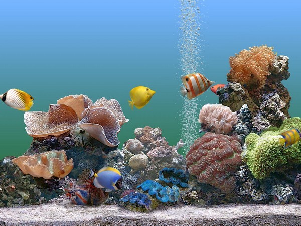 Аквариум: аспекты правильного выбора