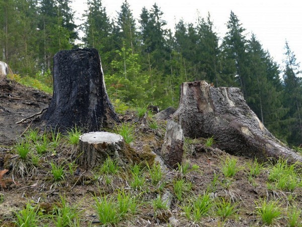 СБУ: Чиновники в Закарпатье зарабатывали на незаконных разрешениях на вырубку леса
