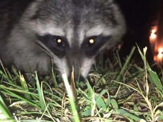Видеохит: Енот украл телефон и заснял свой побег на видео