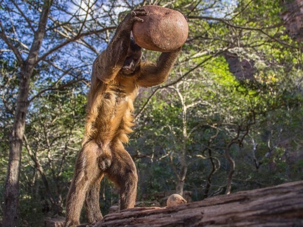 Ученые опровергли миф о происхождении человека от обезьяны