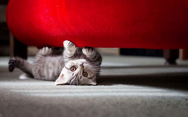 наличие у заселяющихся домашних животных