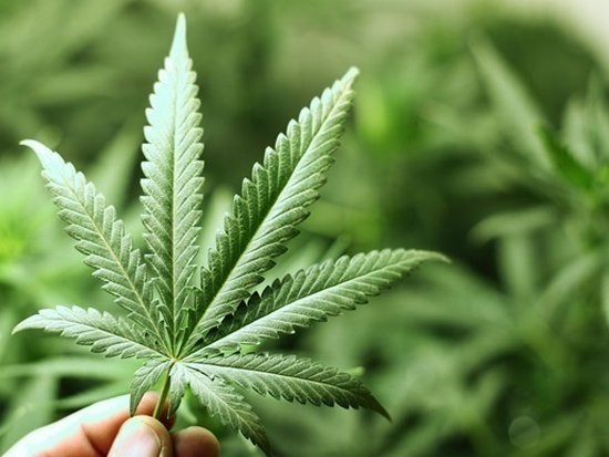 Марихуана ухудшает умственные способности и память человека