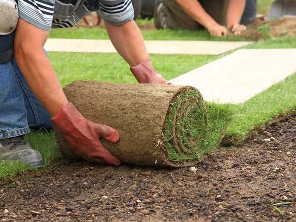 Газон в рулонах от производителя — оптимальный вариант озеленения участка