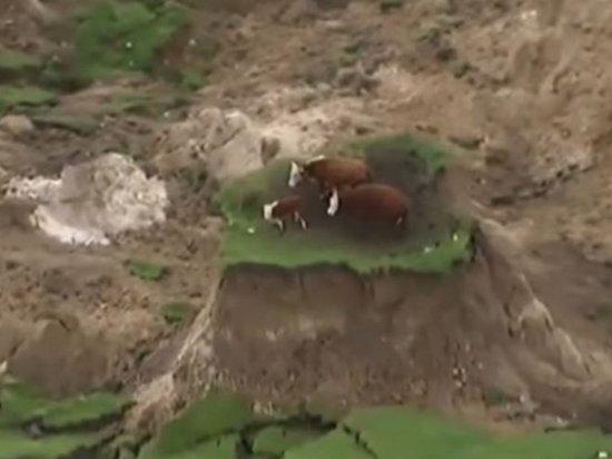 Из-за мощного землетрясения в Новой Зеландии, коровы оказались на «острове» (видео)