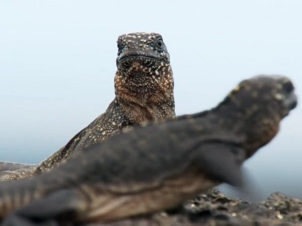 Видеохит: Новорожденная игуана убегает от десятков змей