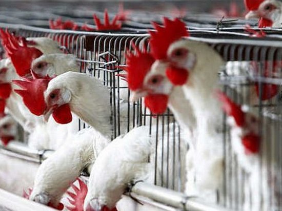 Из-за вспышек гриппа Украина запретила птицу из Болгарии и Венгрии