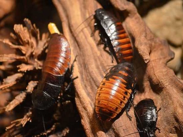 Насекомые более полезная и здоровая пища, чем говядина — ученые