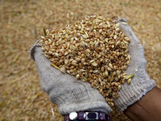 Немецкая компания открыла в Украине семенной завод