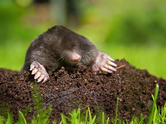 Как избавиться от кротов на огороде: народные способы