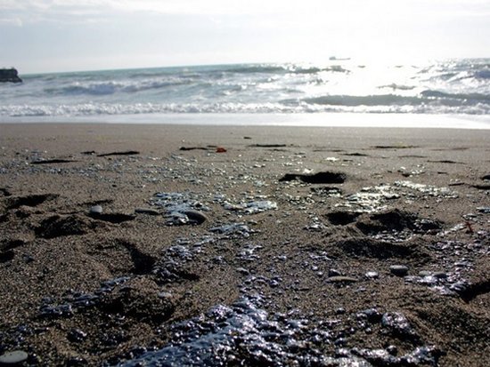 У крымских берегов произошел выброс мазута (видео)