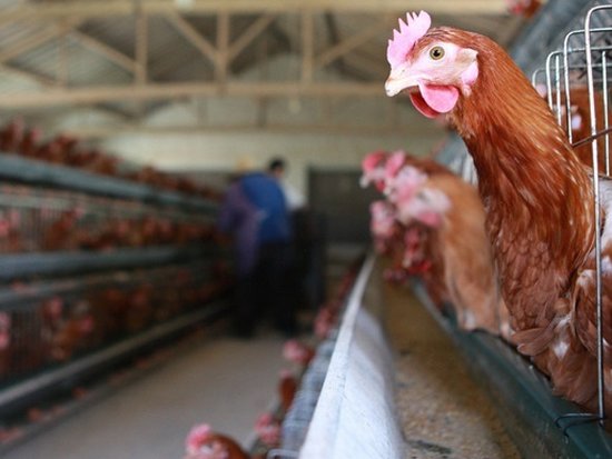ЕС запретил импорт птицы из Украины