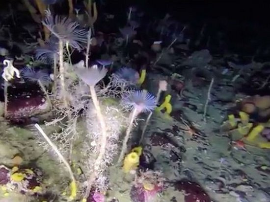 Подводный робот снял на видео новые красочные формы жизни Антарктики (видео)