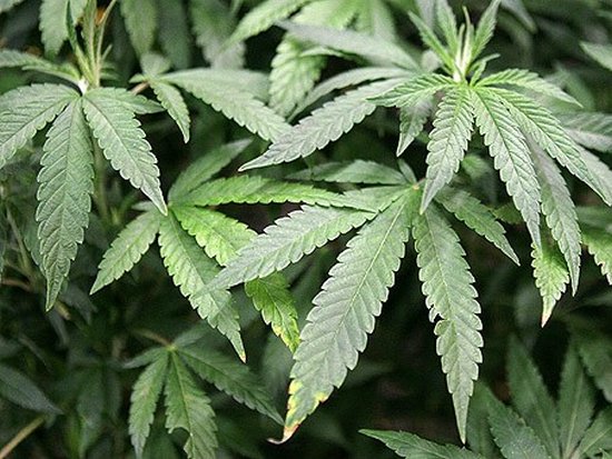 Конституционный суд в Грузии отменил уголовную ответственность за курение марихуаны