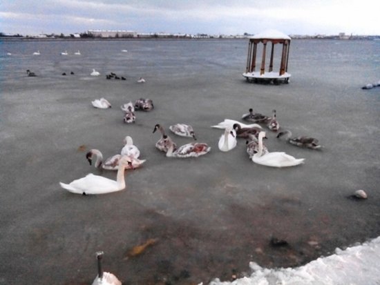 В Крыму лебеди вмерзли в ледяное озеро