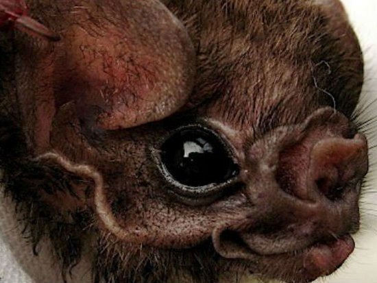 В Бразилии мохноногие вампиры перешли с крови птиц на человеческую