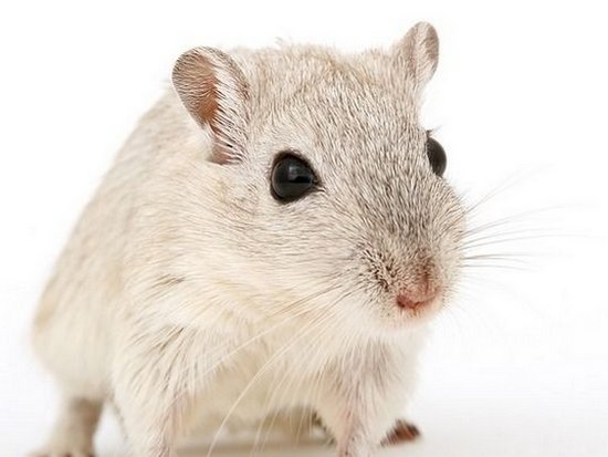 Ученые превратили мышей в агрессивных хищников-убийц (видео)