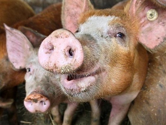В России истребили более 230 тысяч свиней из-за африканской чумы