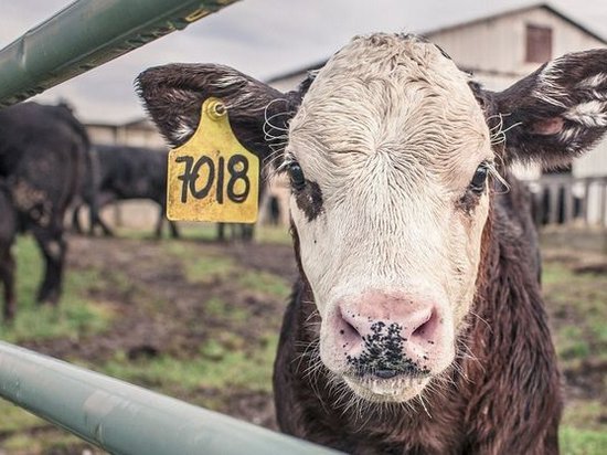 РФ запретит поставки говядины из Беларуси