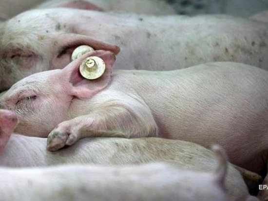 В шести украинских областях зафиксировали чуму свиней