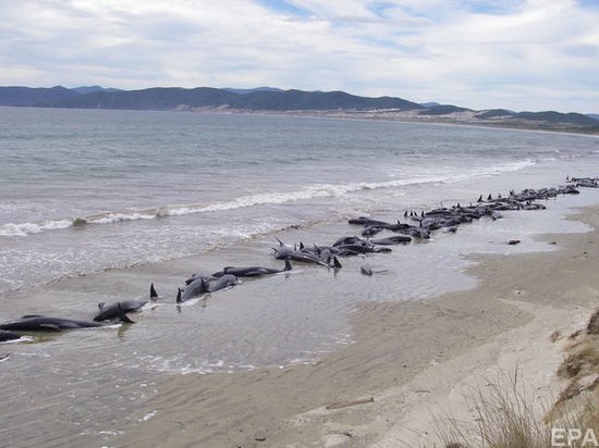 В Новой Зеландии около 200 китов выбросились на сушу (фото)