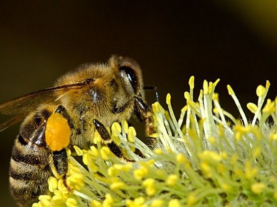 Японские ученые создали пчелу-робота (видео)