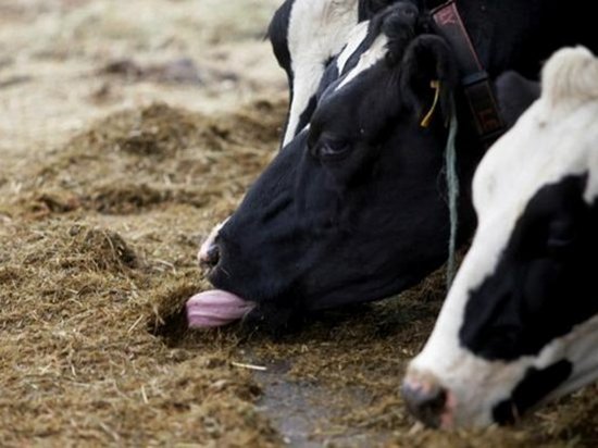 В Украине рекордно снизилось поголовье скота