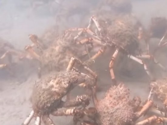 В Сети опубликовали видео растерзания гигантскими крабами кальмара