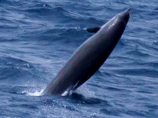 Редчайший кит был впервые заснят на видео