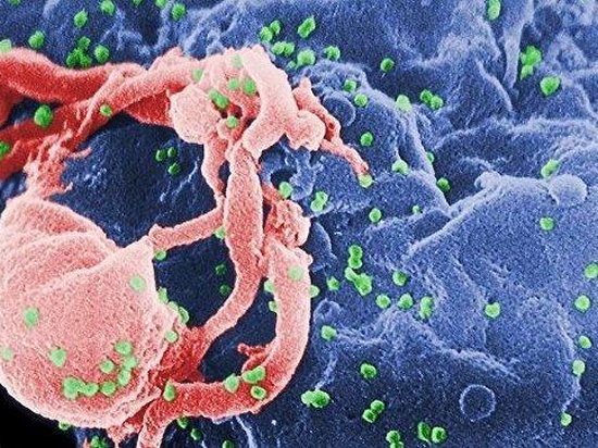 Ученым удалось вырастить обезьян с иммунитетом к ВИЧ