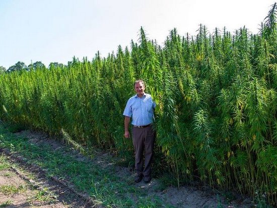 В Глухове анонсировали открытие центра терапии марихуаной