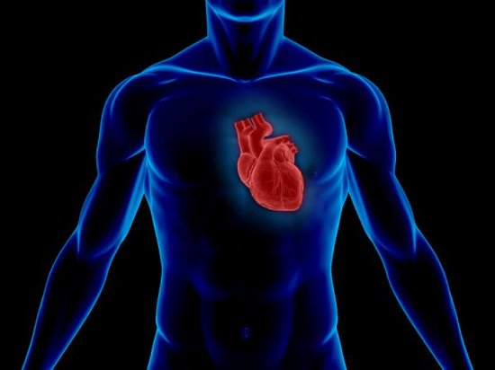 Влияние гиподинамии сердечно-сосудистой системы на организм