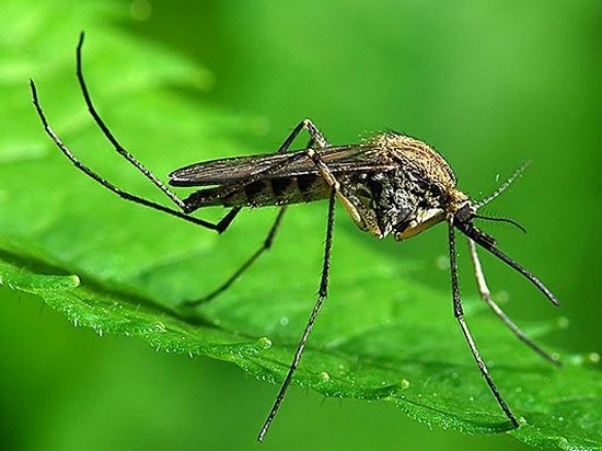 Ученые открыли новые виды комаров, которые не пьют кровь