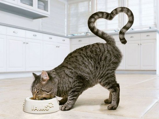 Выбираем оптимальный рацион питания для кошек