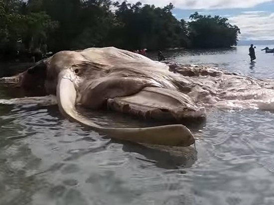 В Индонезии обнаружили тело гиганского существа (фото, видео)